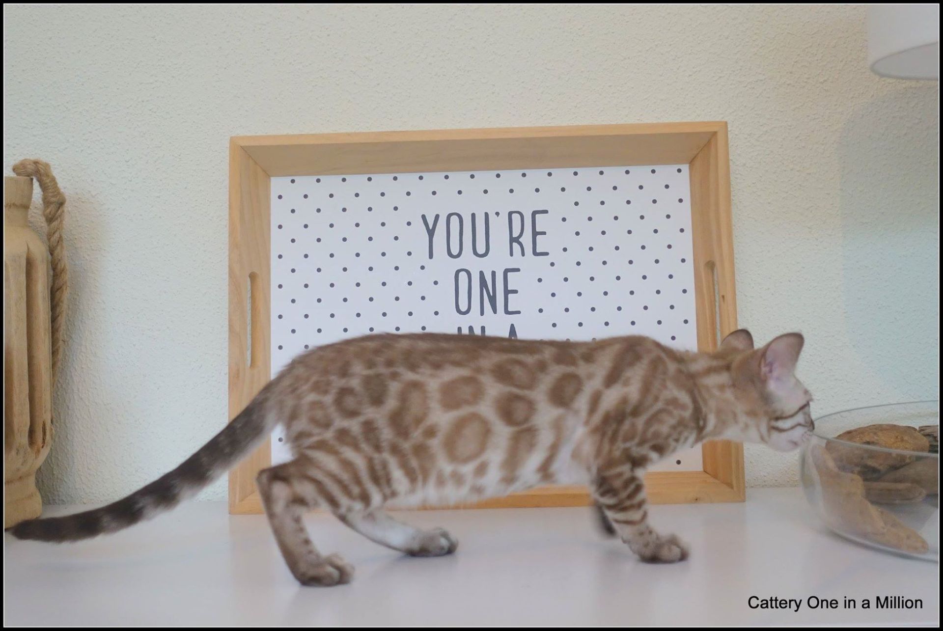 cattery one in a million- river