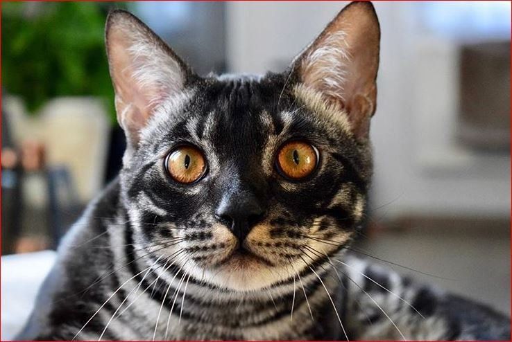 cattery one in a million - de zilverbengaal