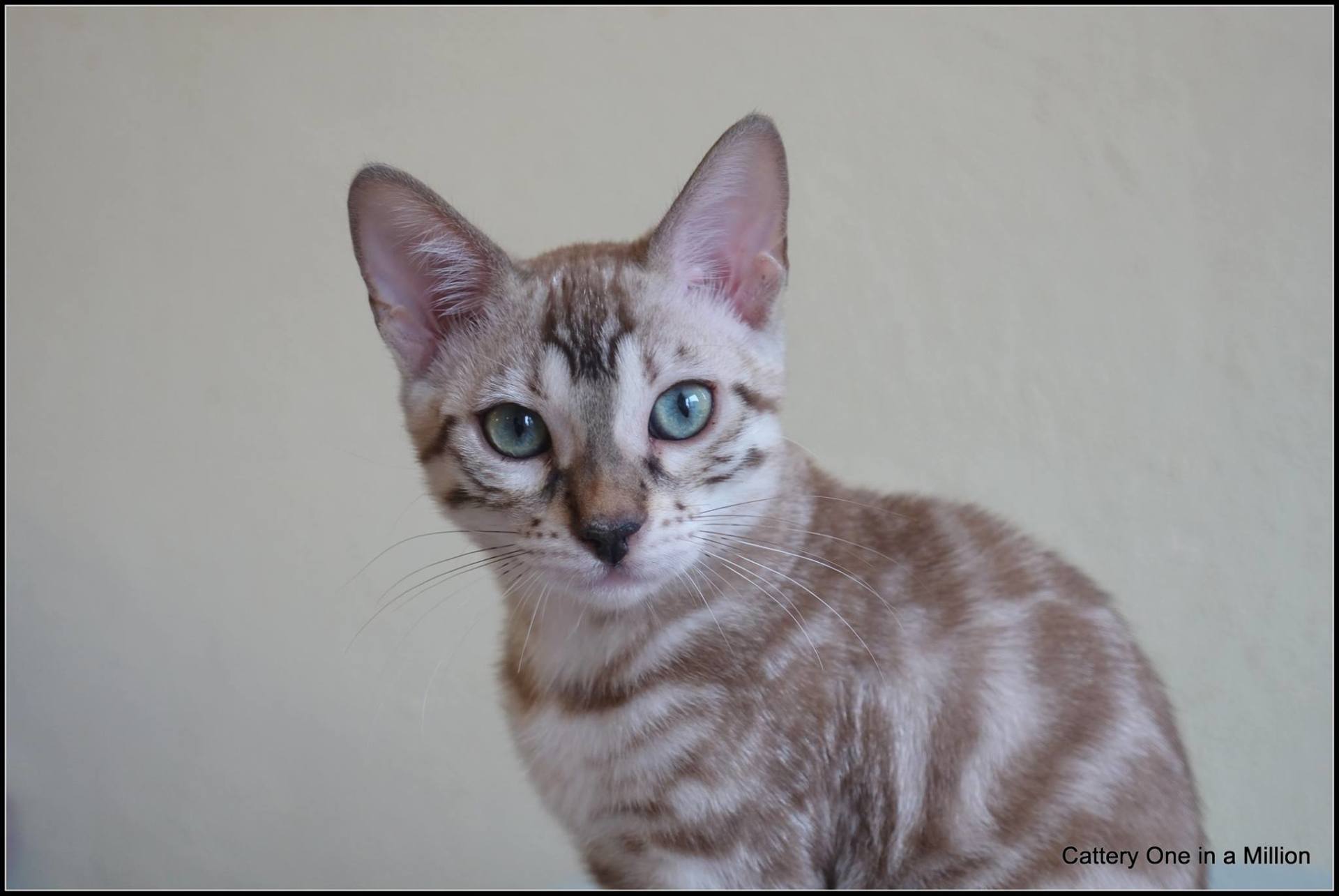 cattery one in a million- joy