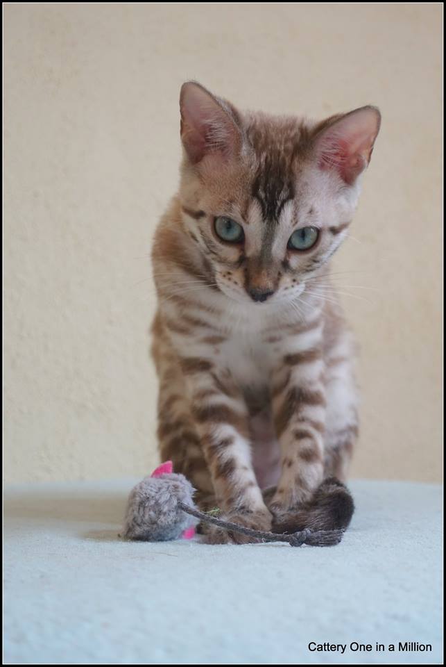 cattery one in a million- joy