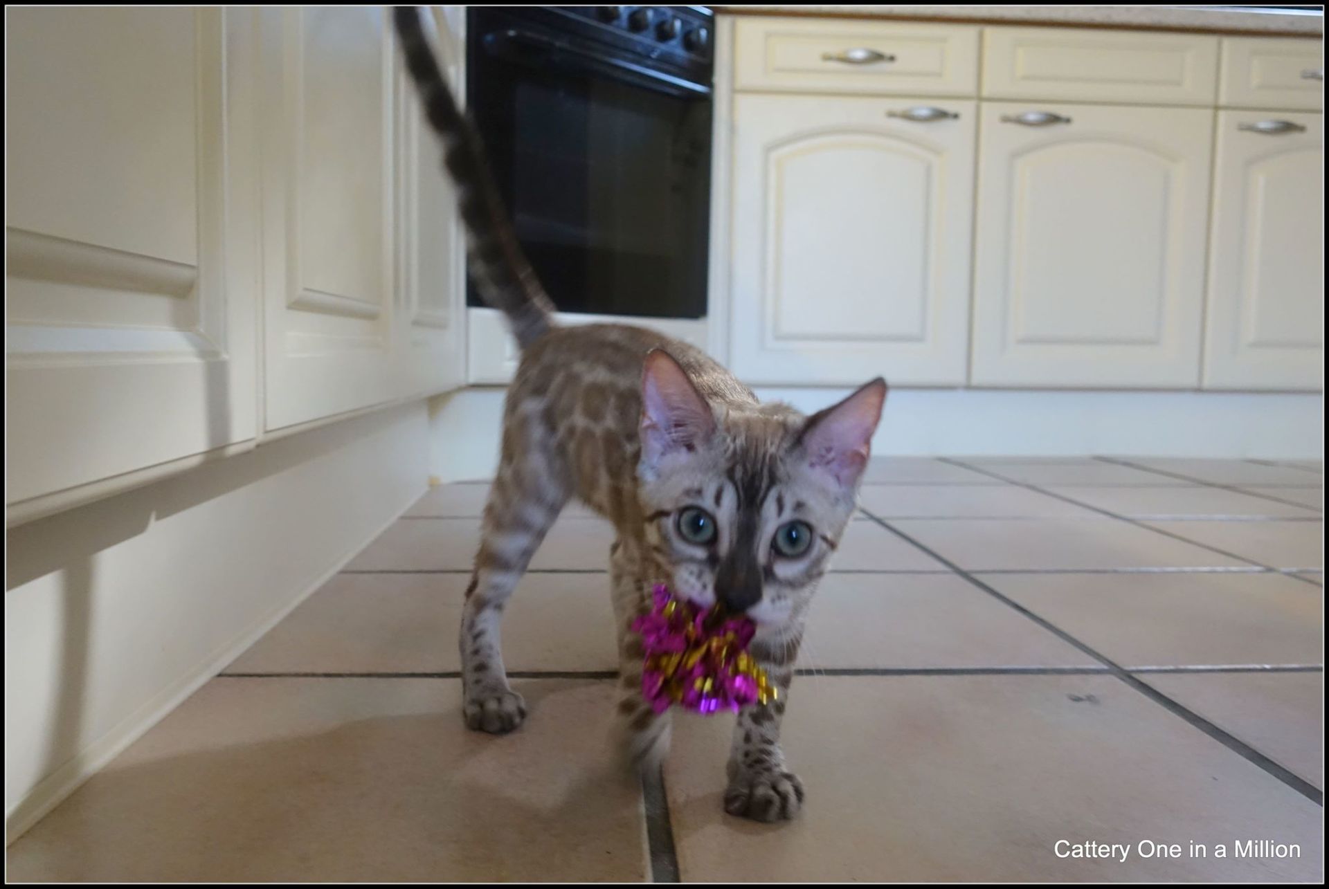 cattery one in a million- river