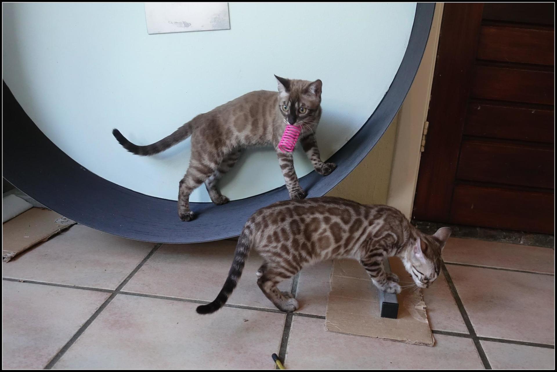 cattery one in a million- joy