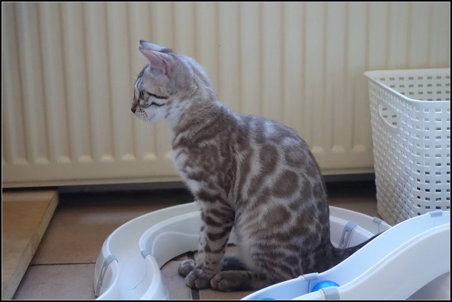 cattery one in a million- joy