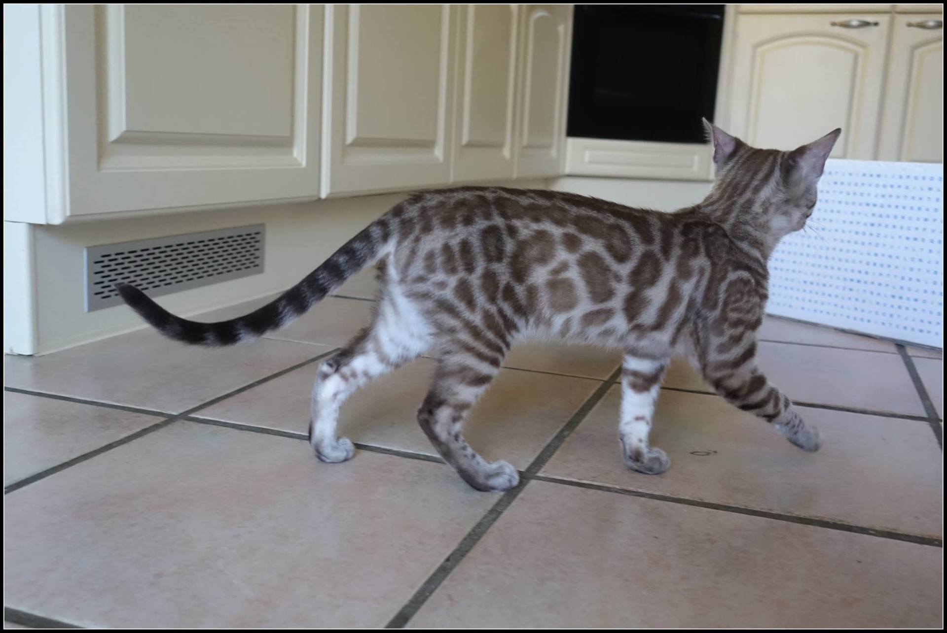 cattery one in a million - de sneeuwbengaal