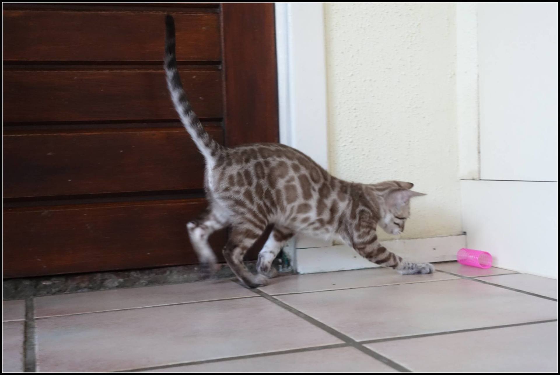 cattery one in a million- joy