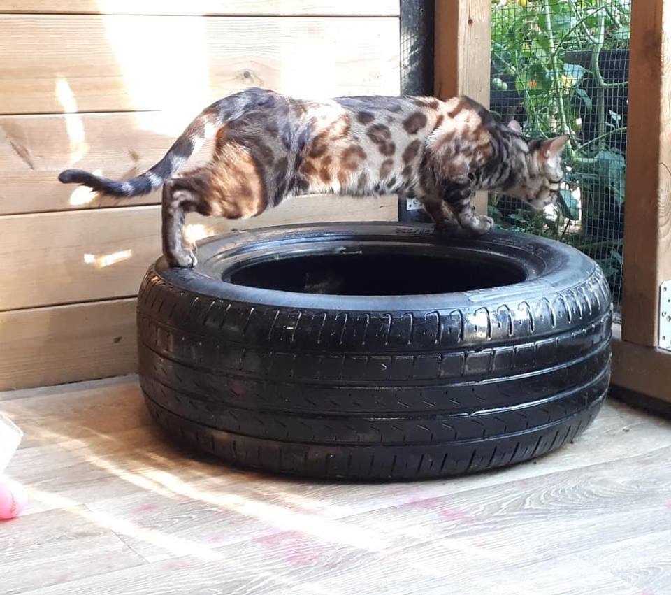 cattery one in a million - de sneeuwbengaal