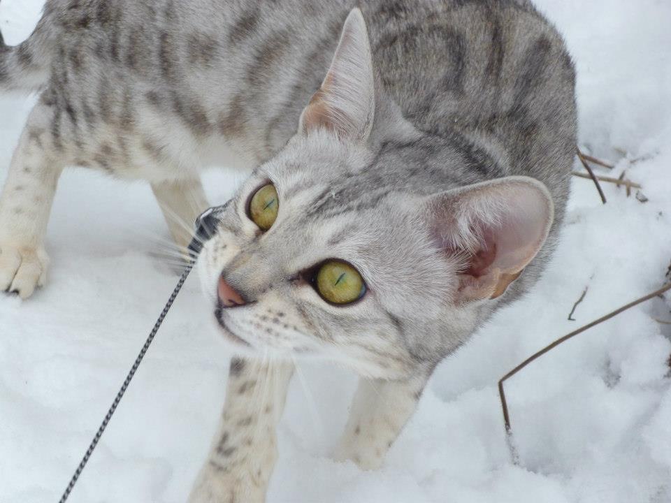 cattery one in a million- earendil