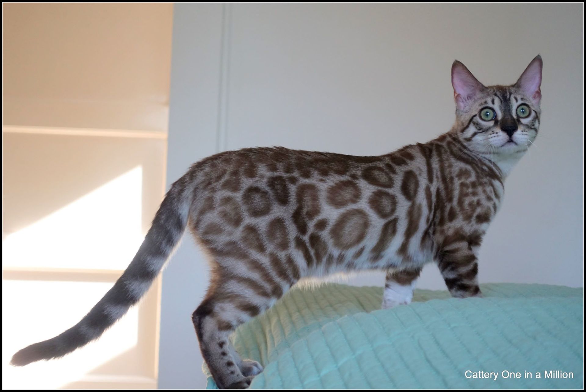 cattery one in a million - de sneeuwbengaal