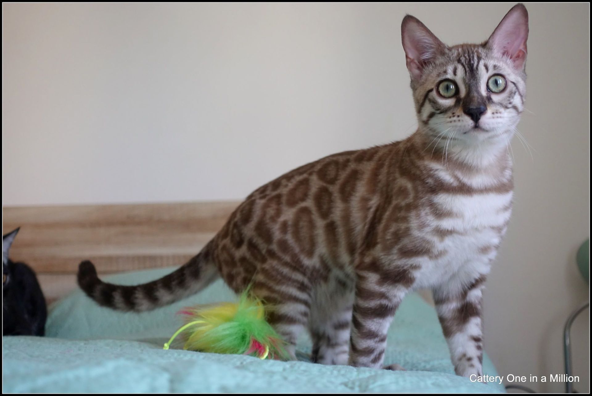 cattery one in a million - de sneeuwbengaal