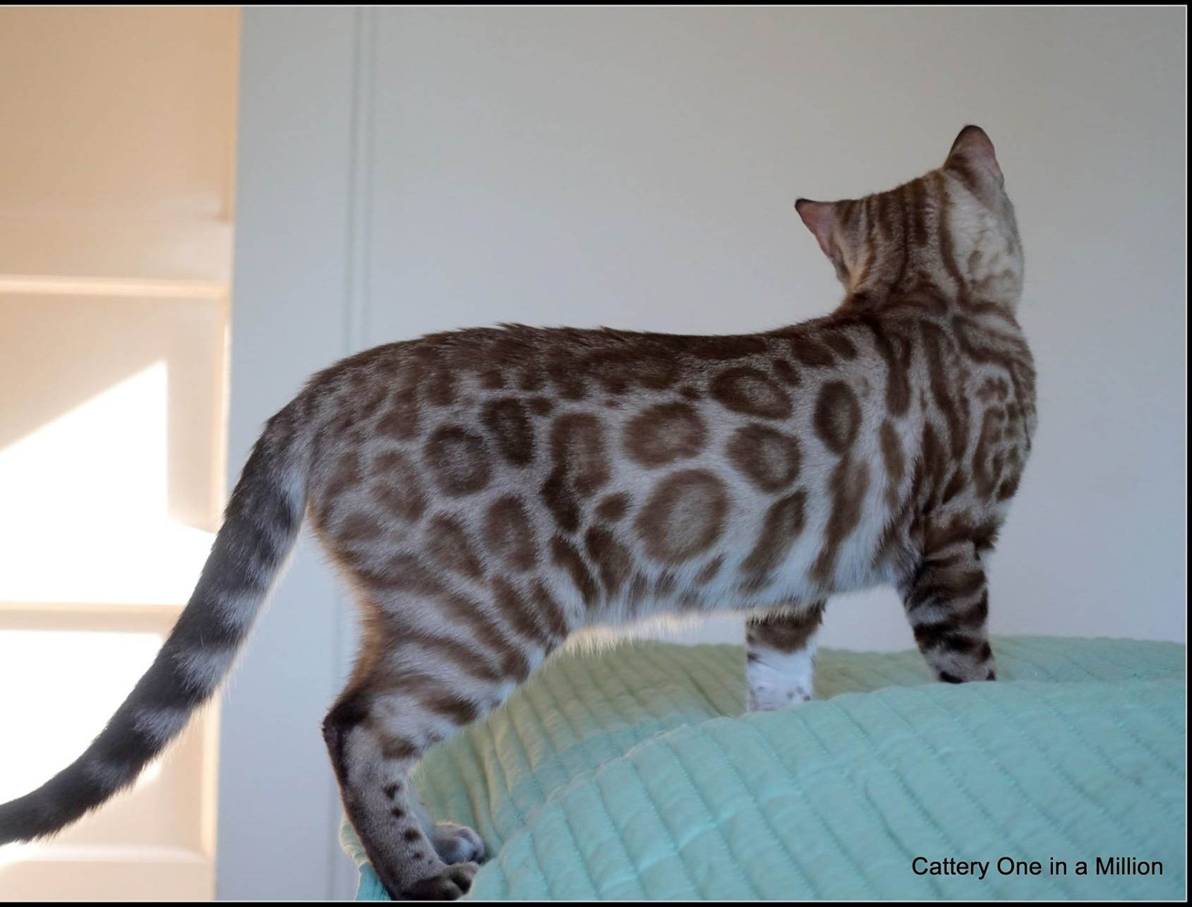 cattery one in a million - de sneeuwbengaal