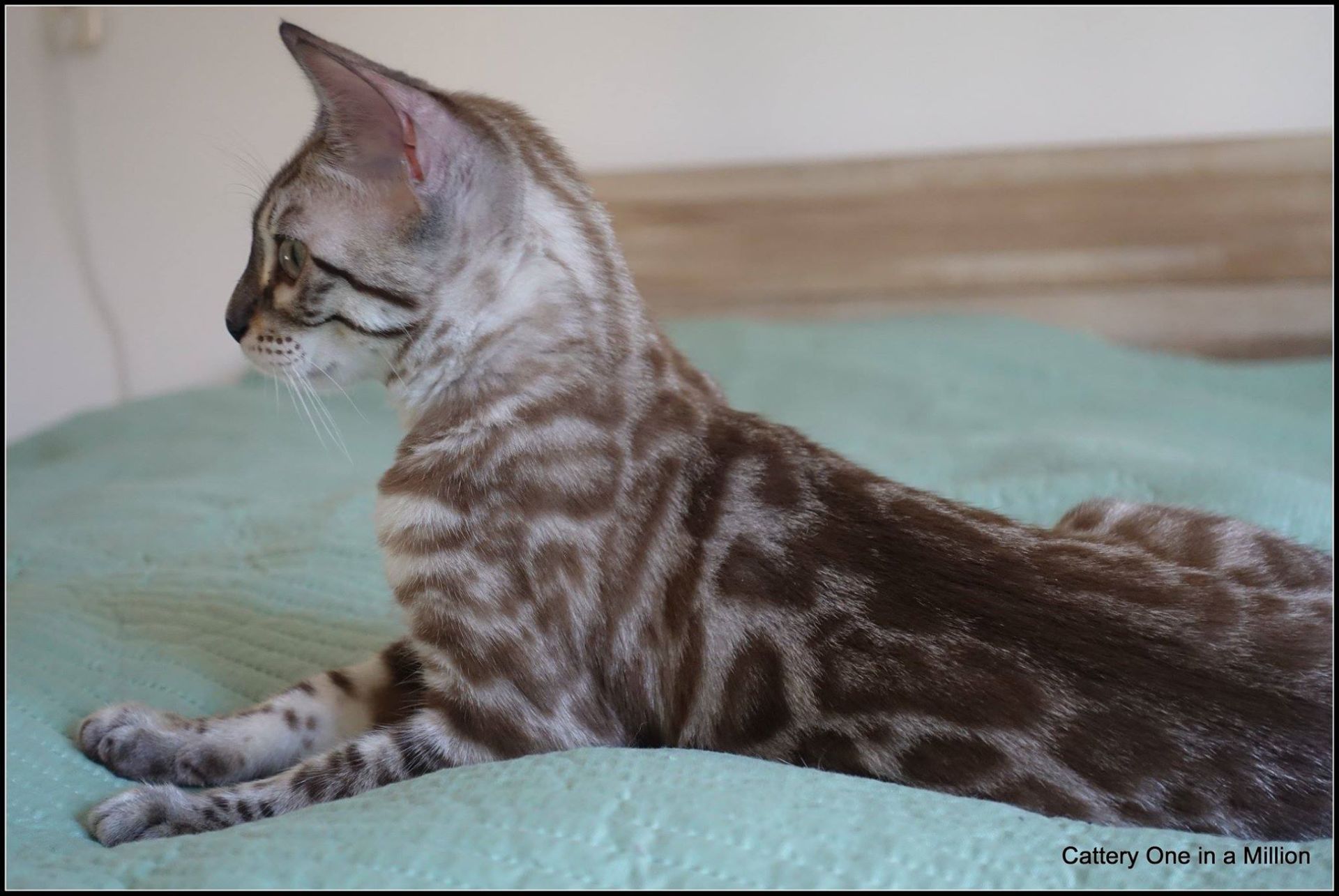 cattery one in a million- river