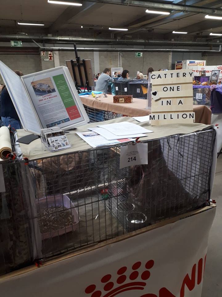 cattery one in a million - kattenshow, showen
