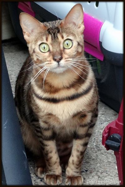 cattery One in a Million