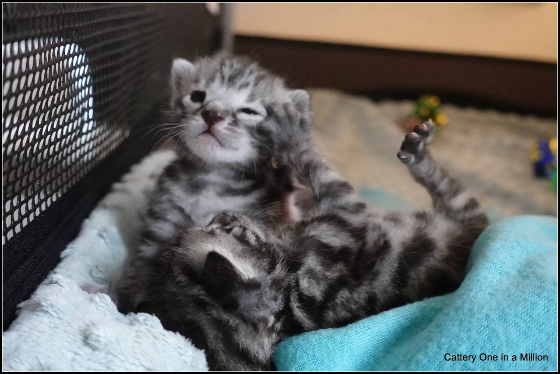 cattery one in a million - Flint