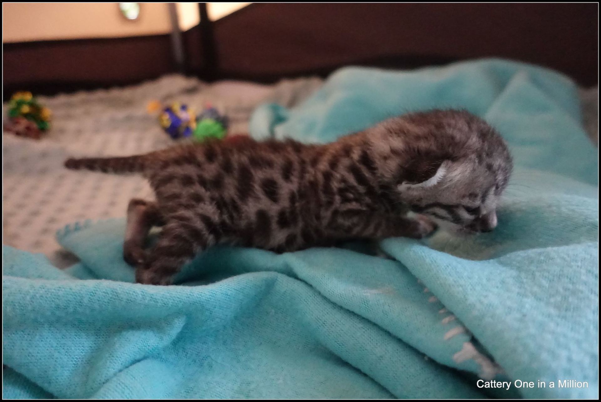 cattery one in a million - Flint