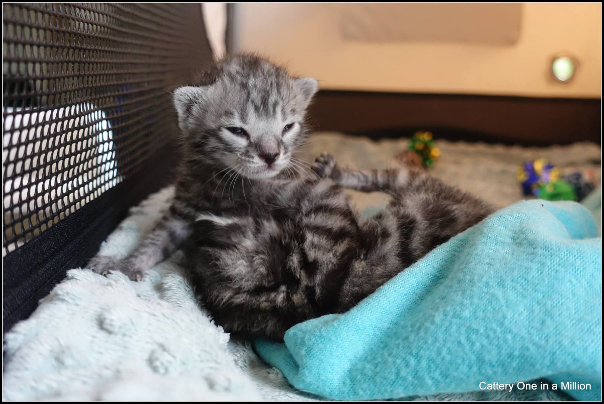 cattery one in a million - Flint