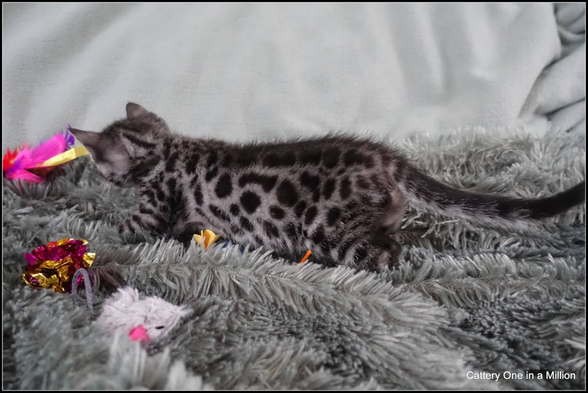 cattery one in a million - Flint