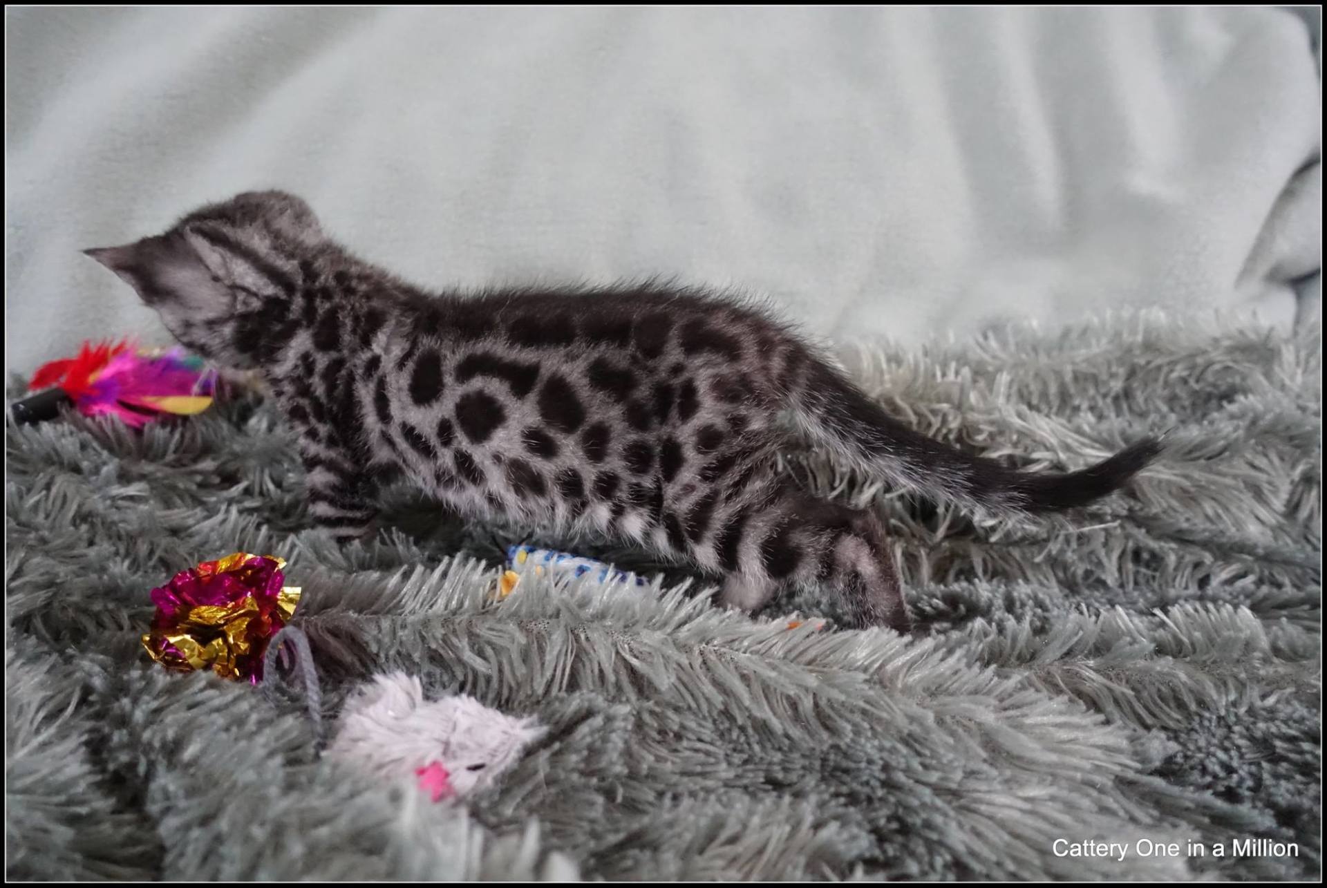 cattery one in a million - Flint