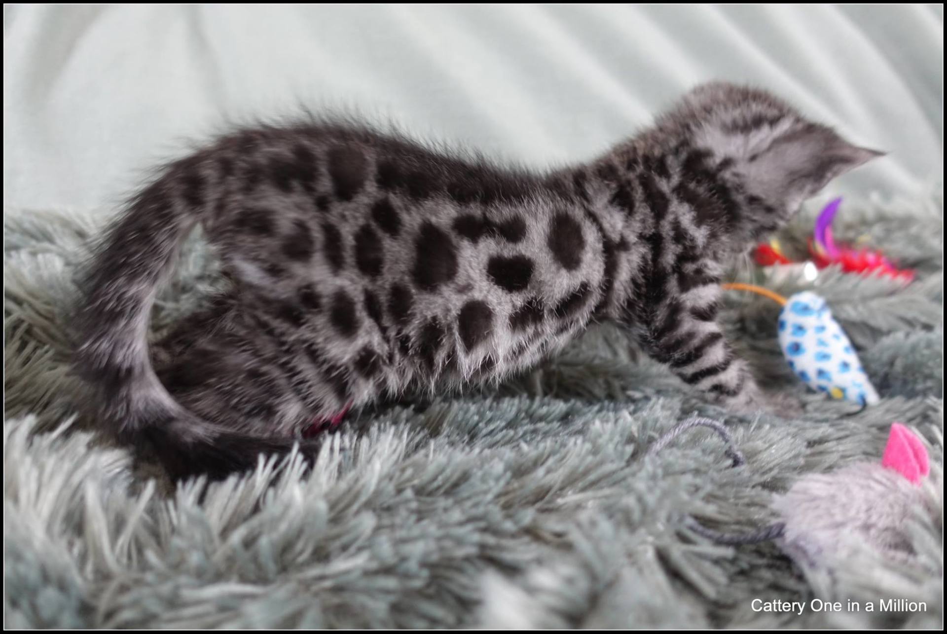 cattery one in a million - Flint