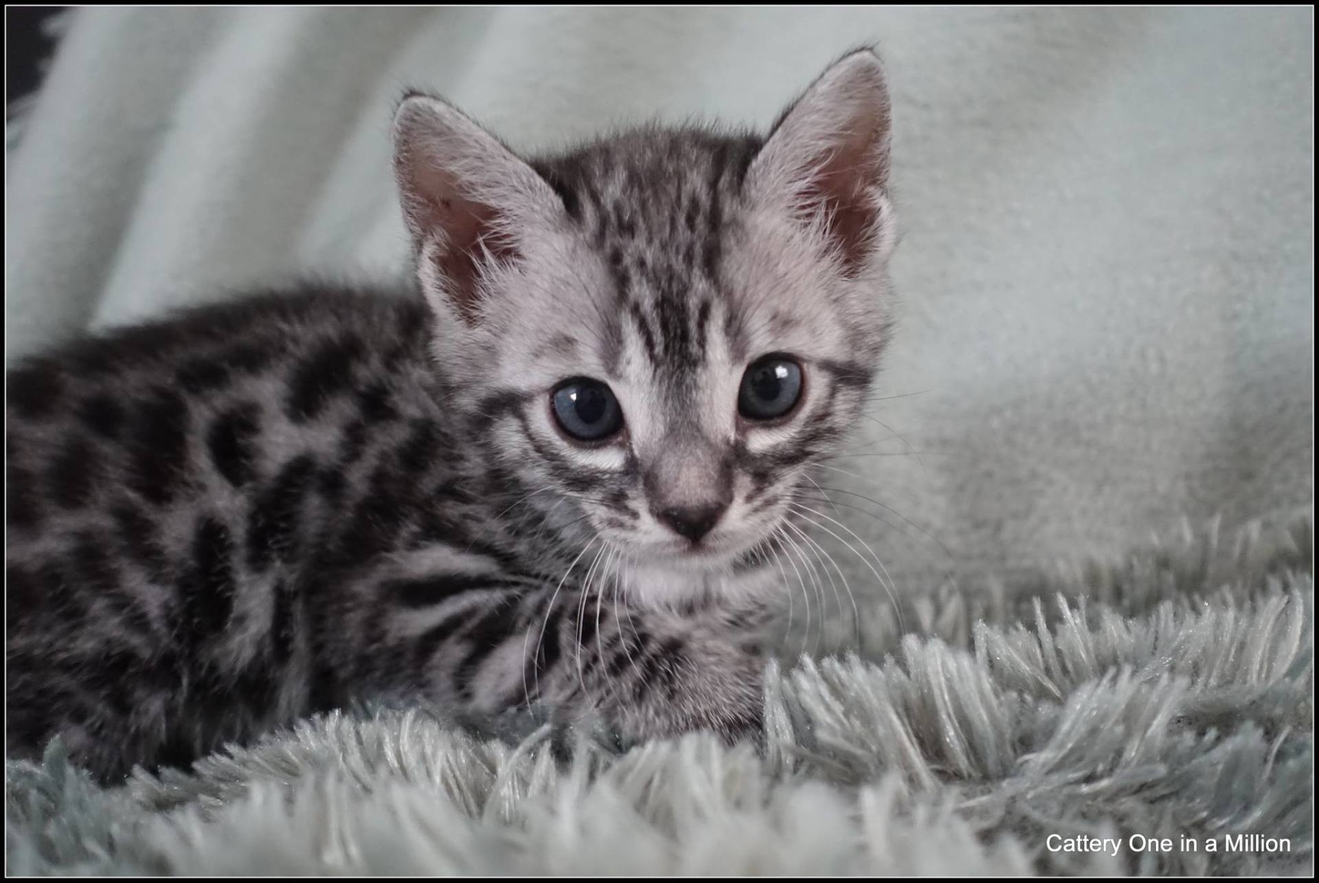 cattery one in a million - Flint