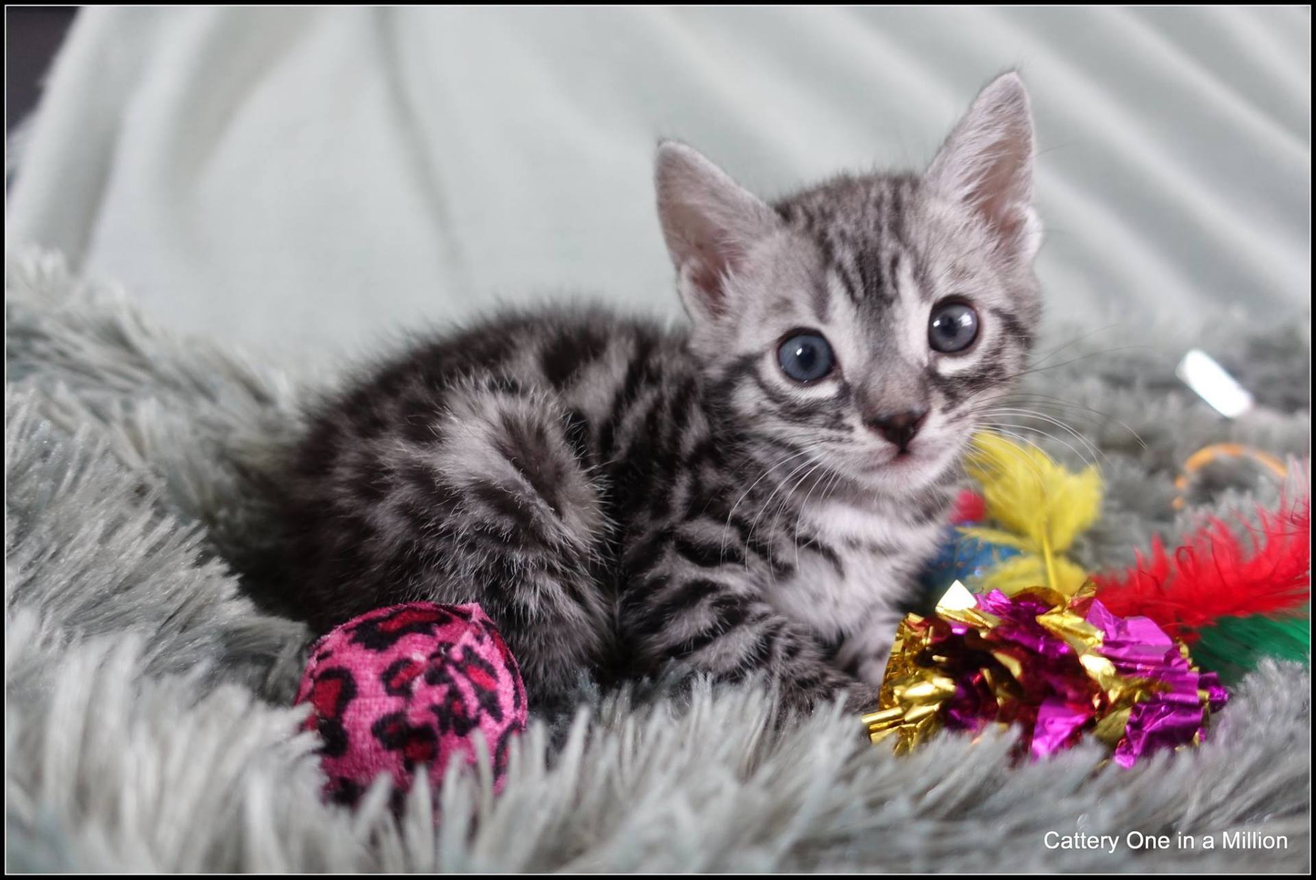 cattery one in a million - Flint