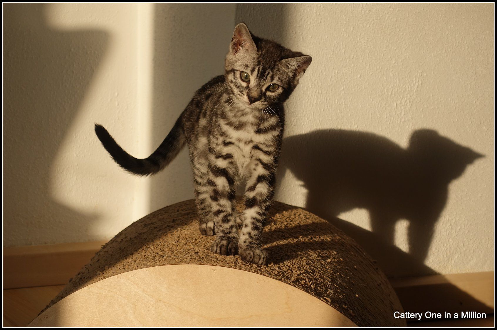 cattery one in a million - Flint