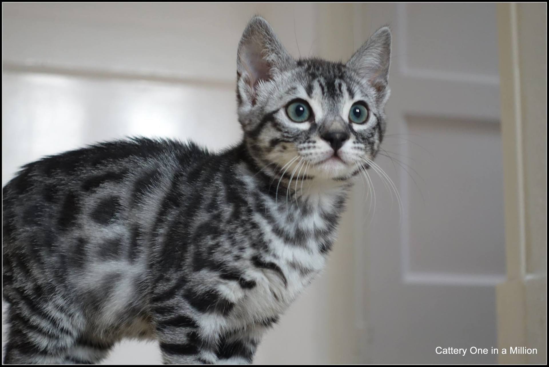 cattery one in a million - Flint