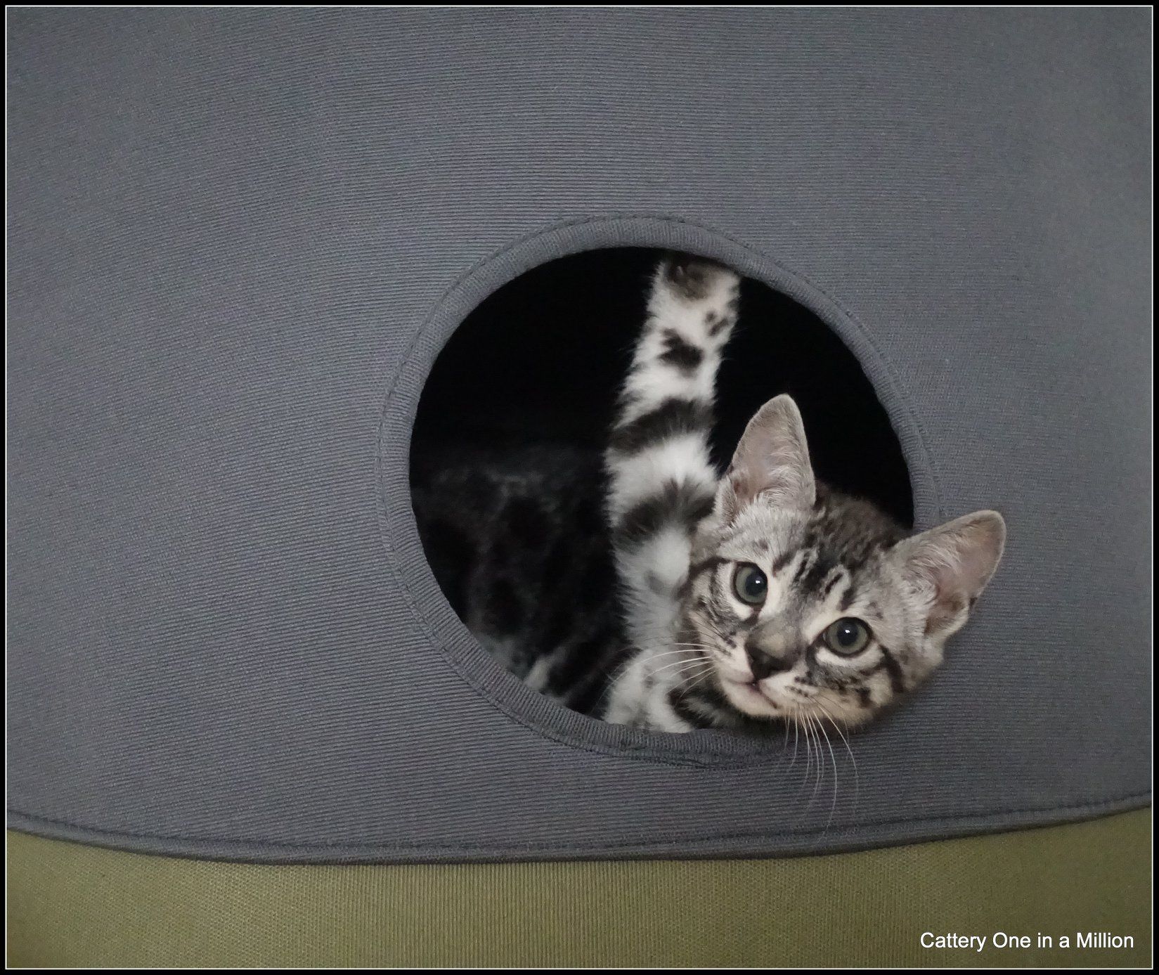 cattery one in a million - Flint