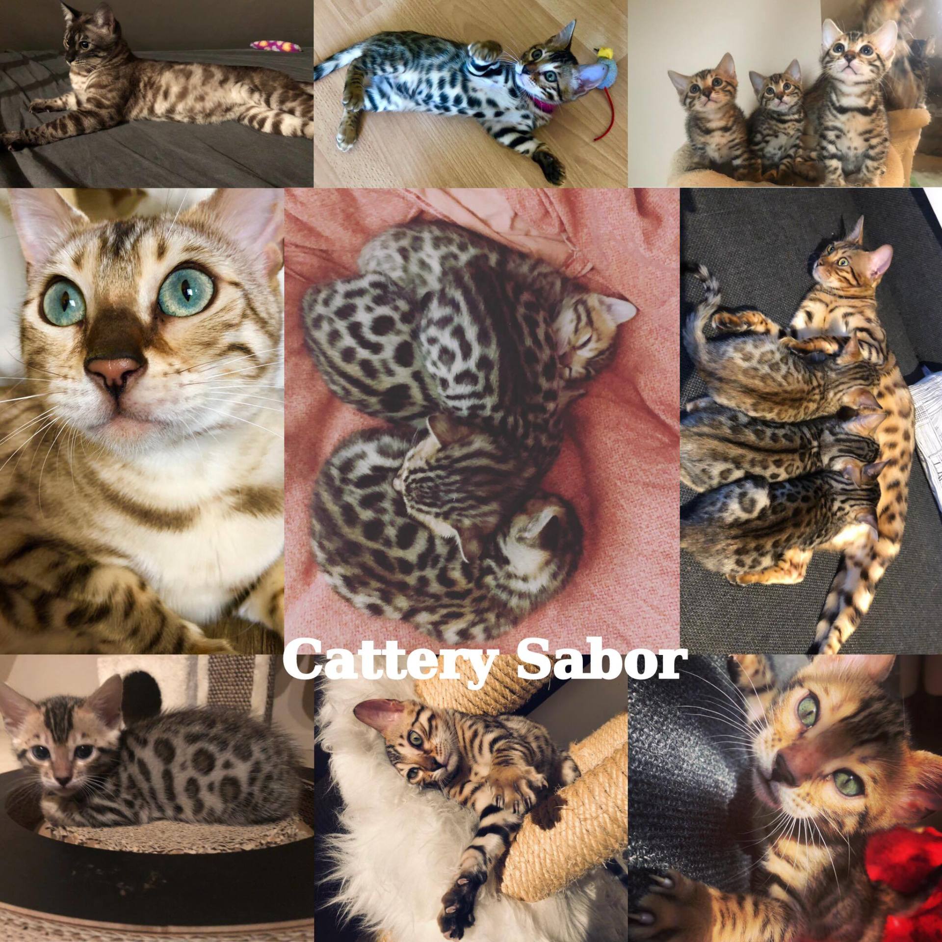 Cattery Sabor