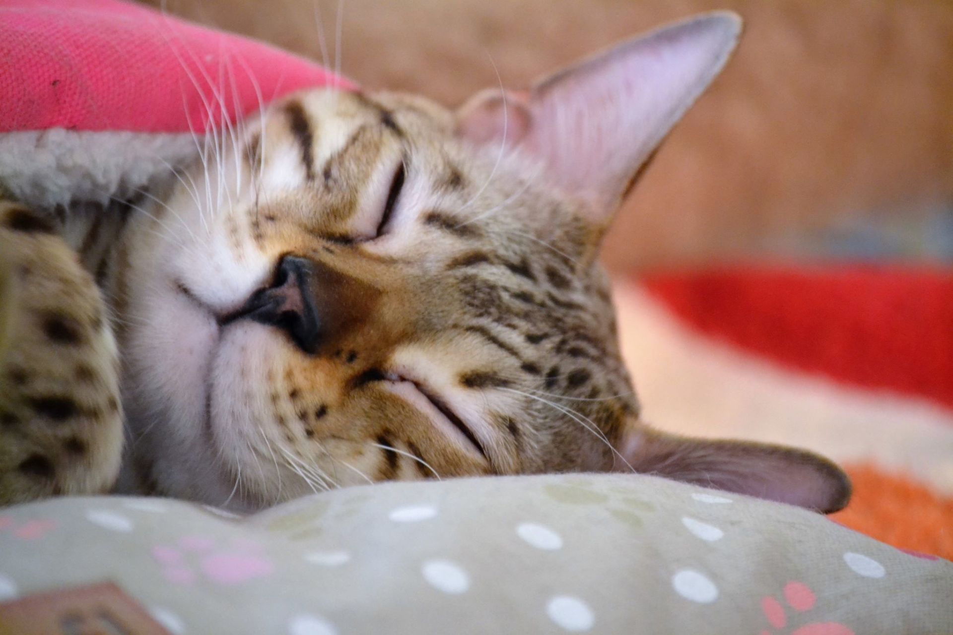 cattery one in a million - de sneeuwbengaal