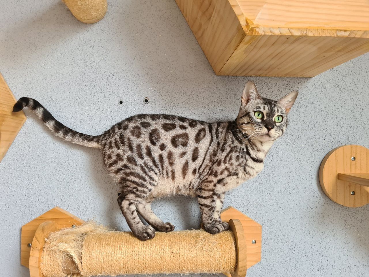 Cattery One in a Million