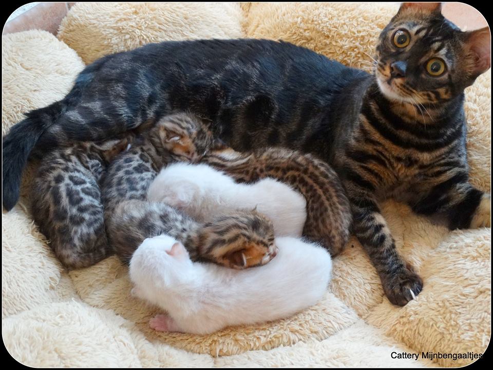 Cattery One in a Million