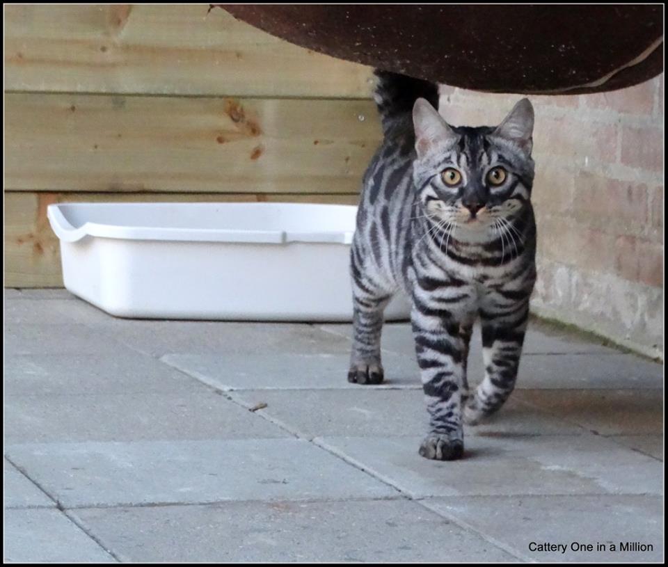 cattery one in a million - Topaz