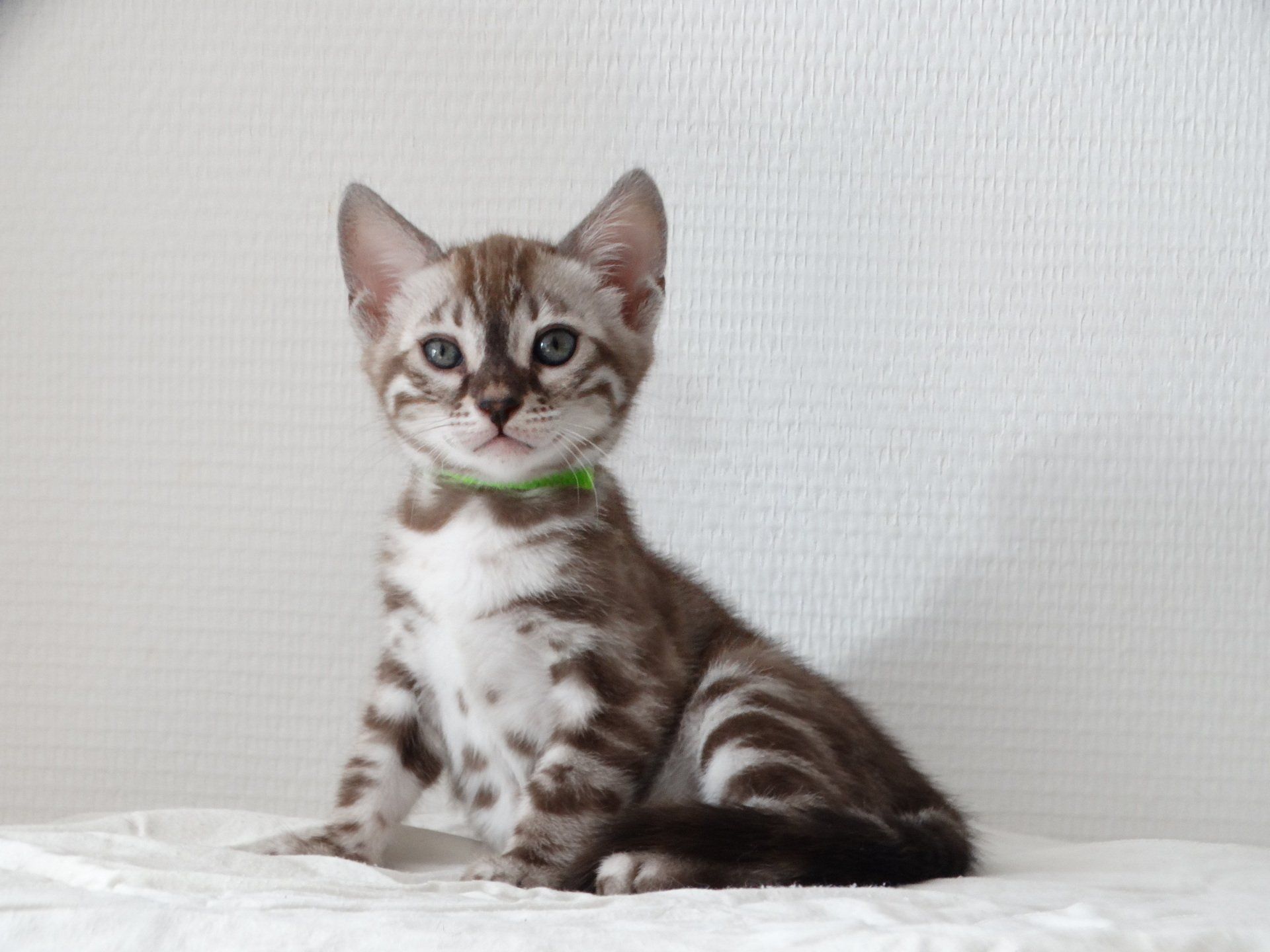 cattery one in a million - de sneeuwbengaal