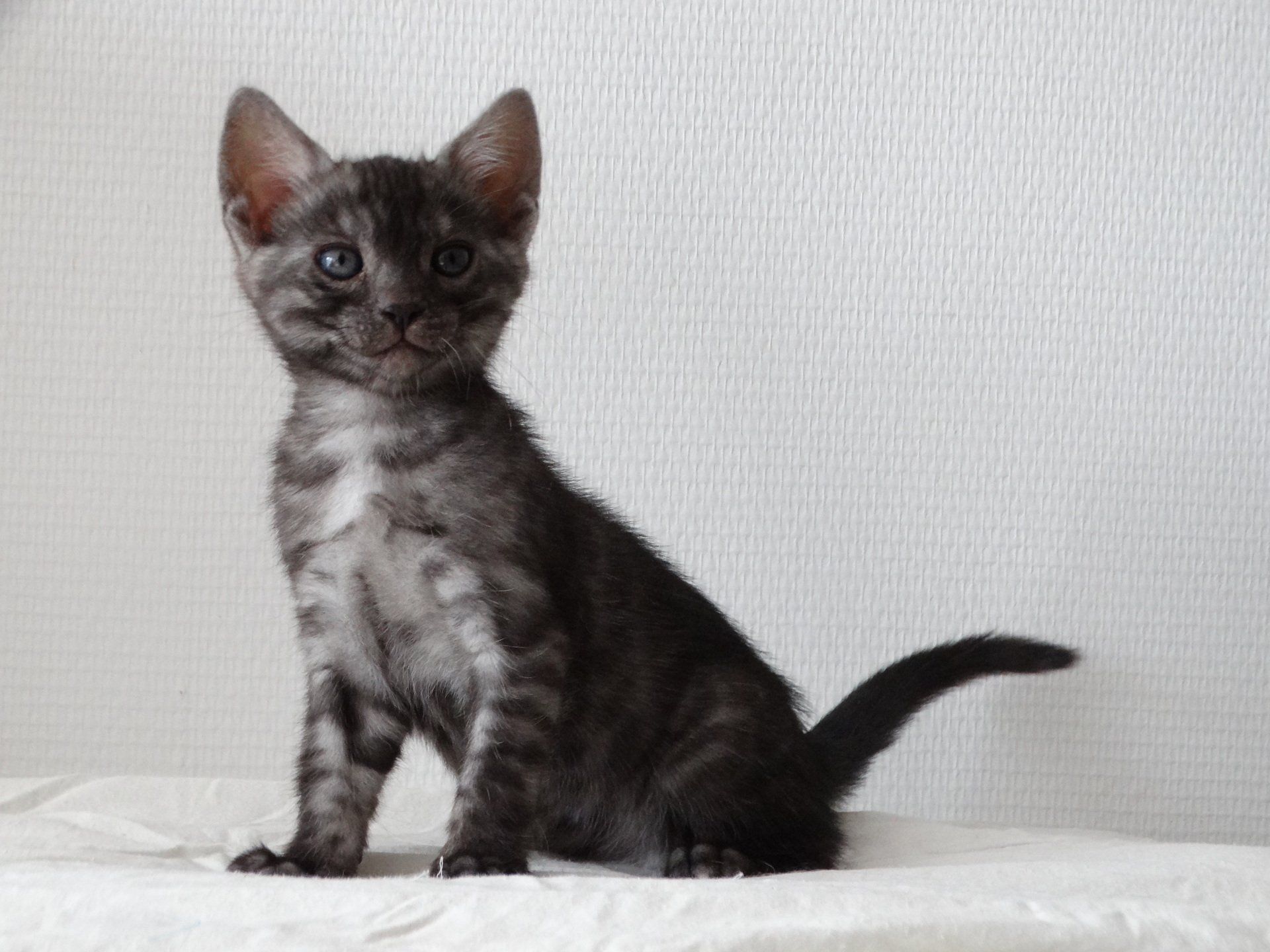 cattery one in a million - de zilverbengaal