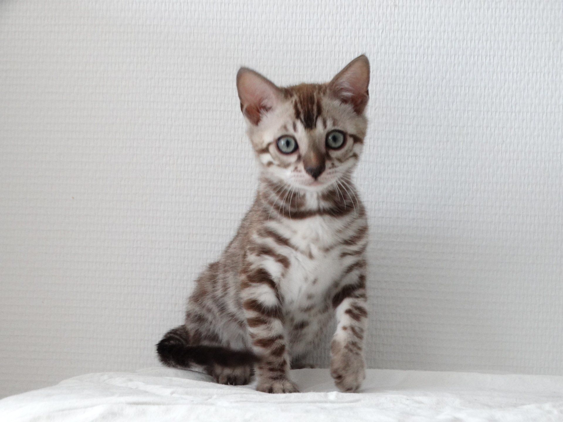 cattery one in a million - de sneeuwbengaal