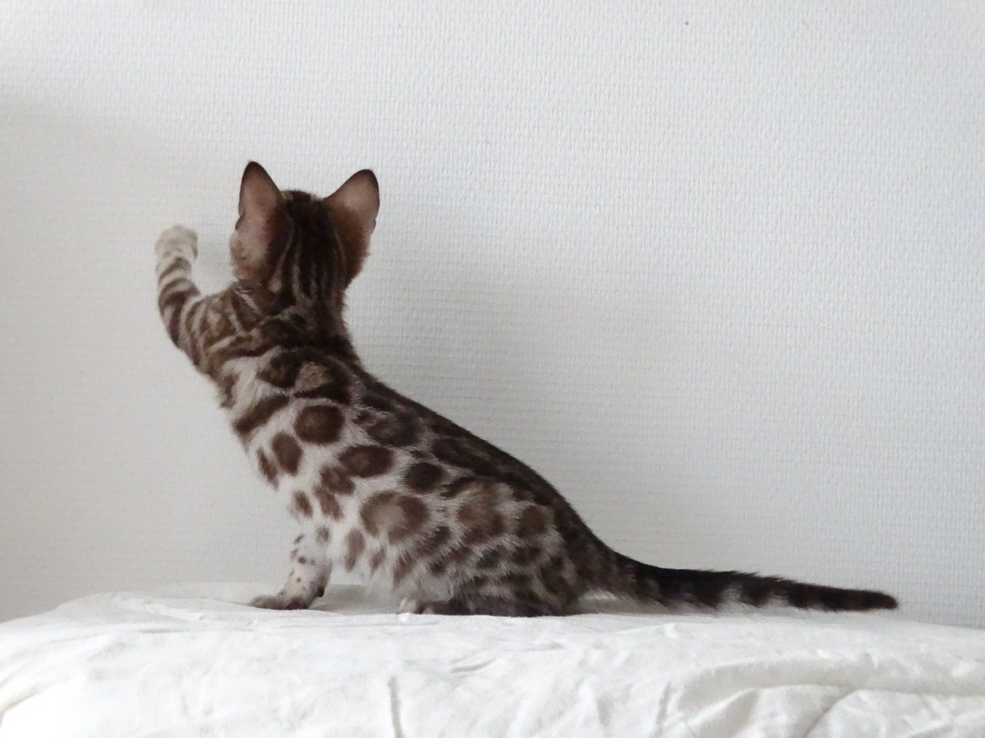 cattery one in a million - de sneeuwbengaal