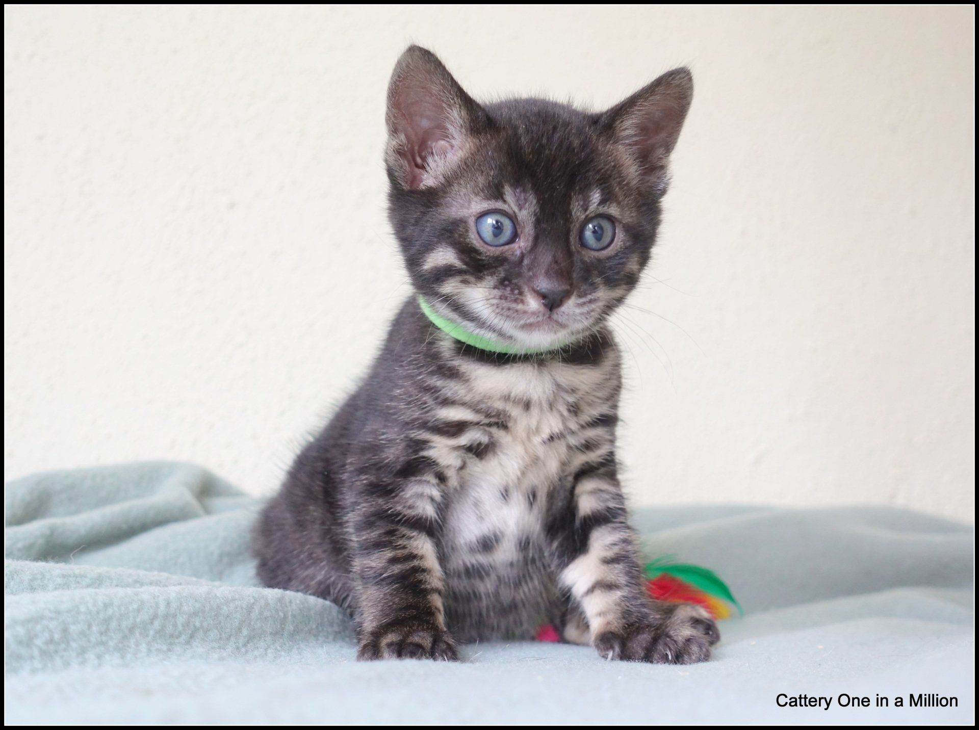Cattery One in a Million - charcoal bengaal