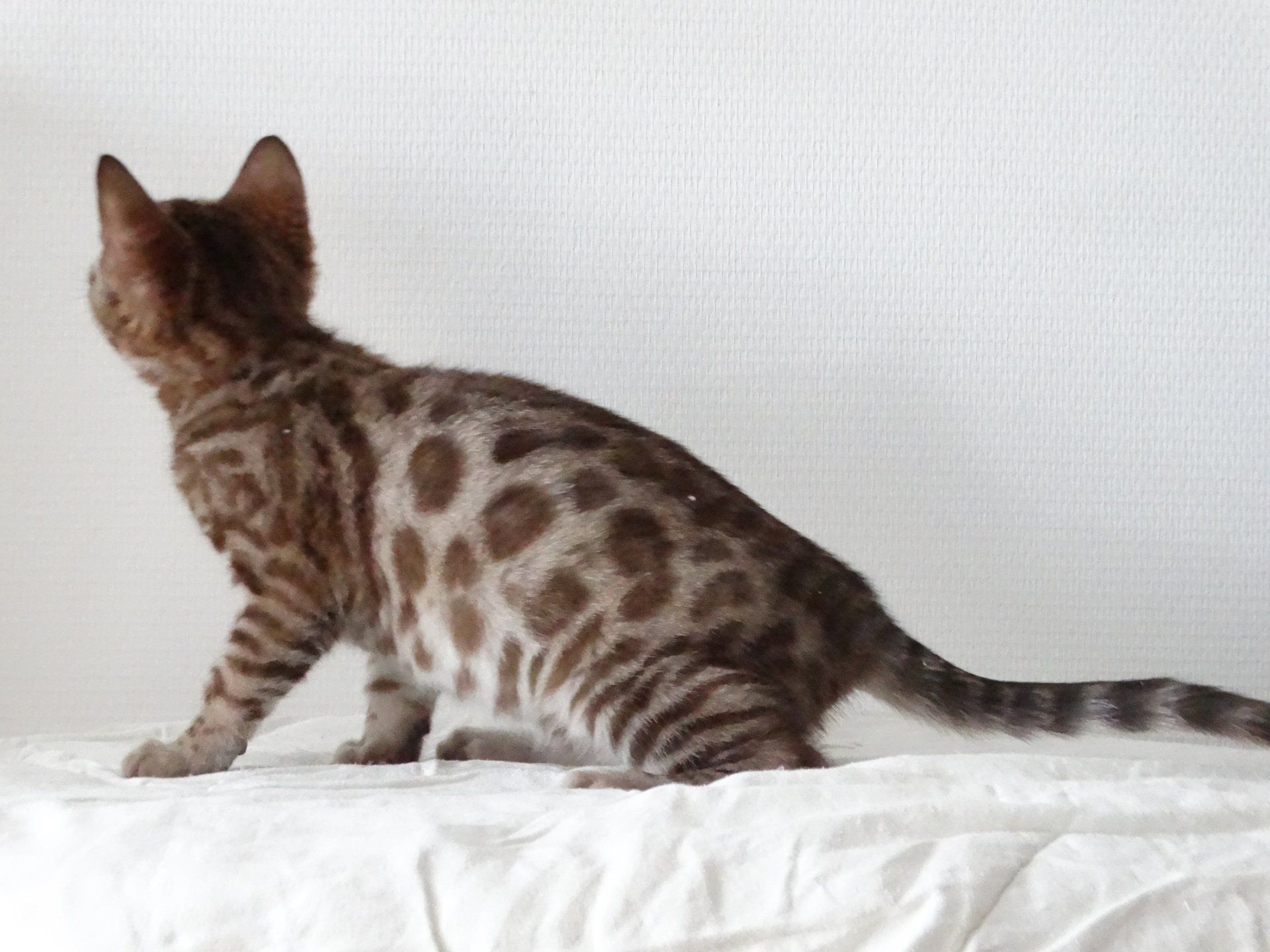 cattery one in a million - de sneeuwbengaal