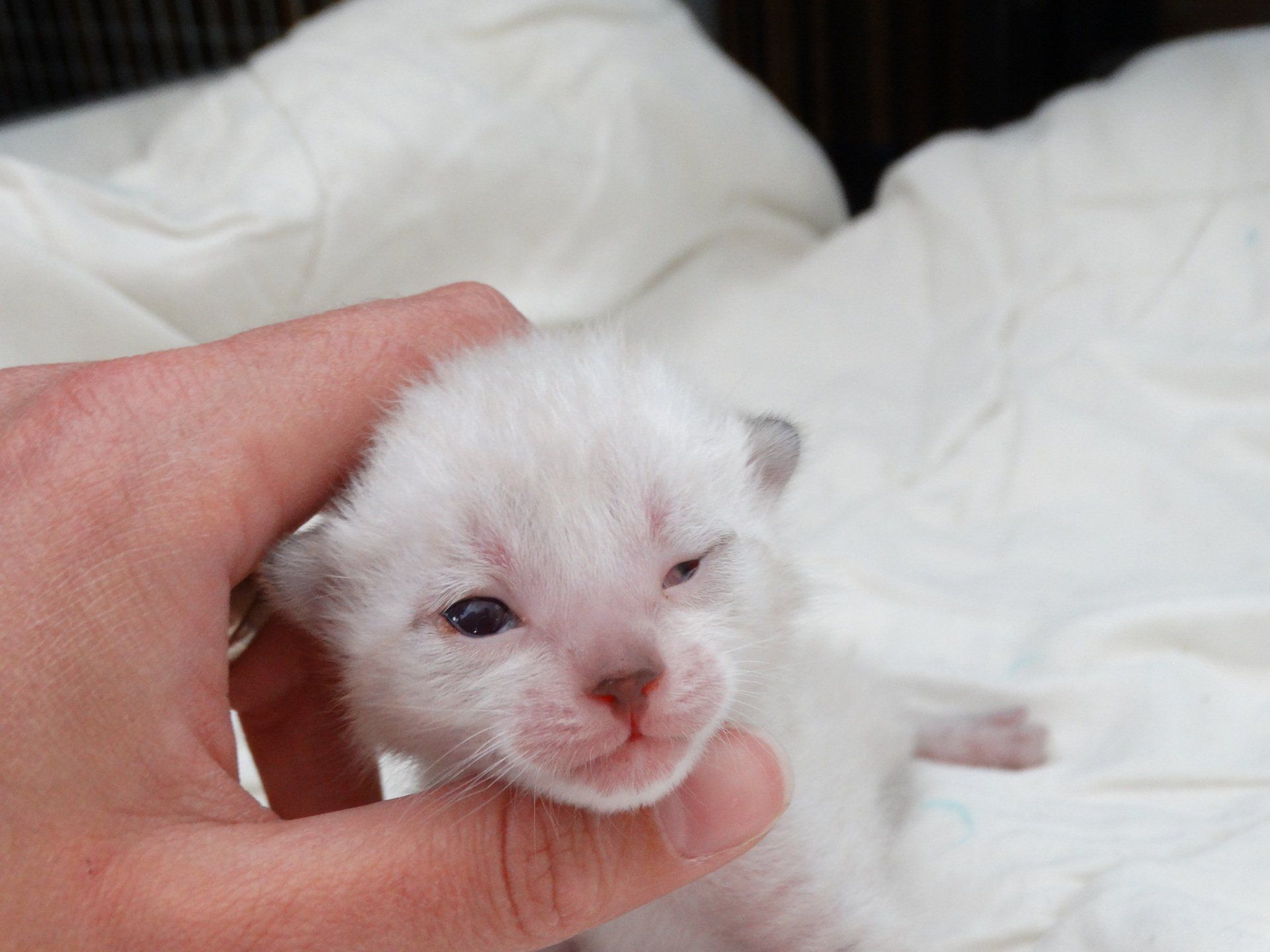 cattery one in a million- Yelana