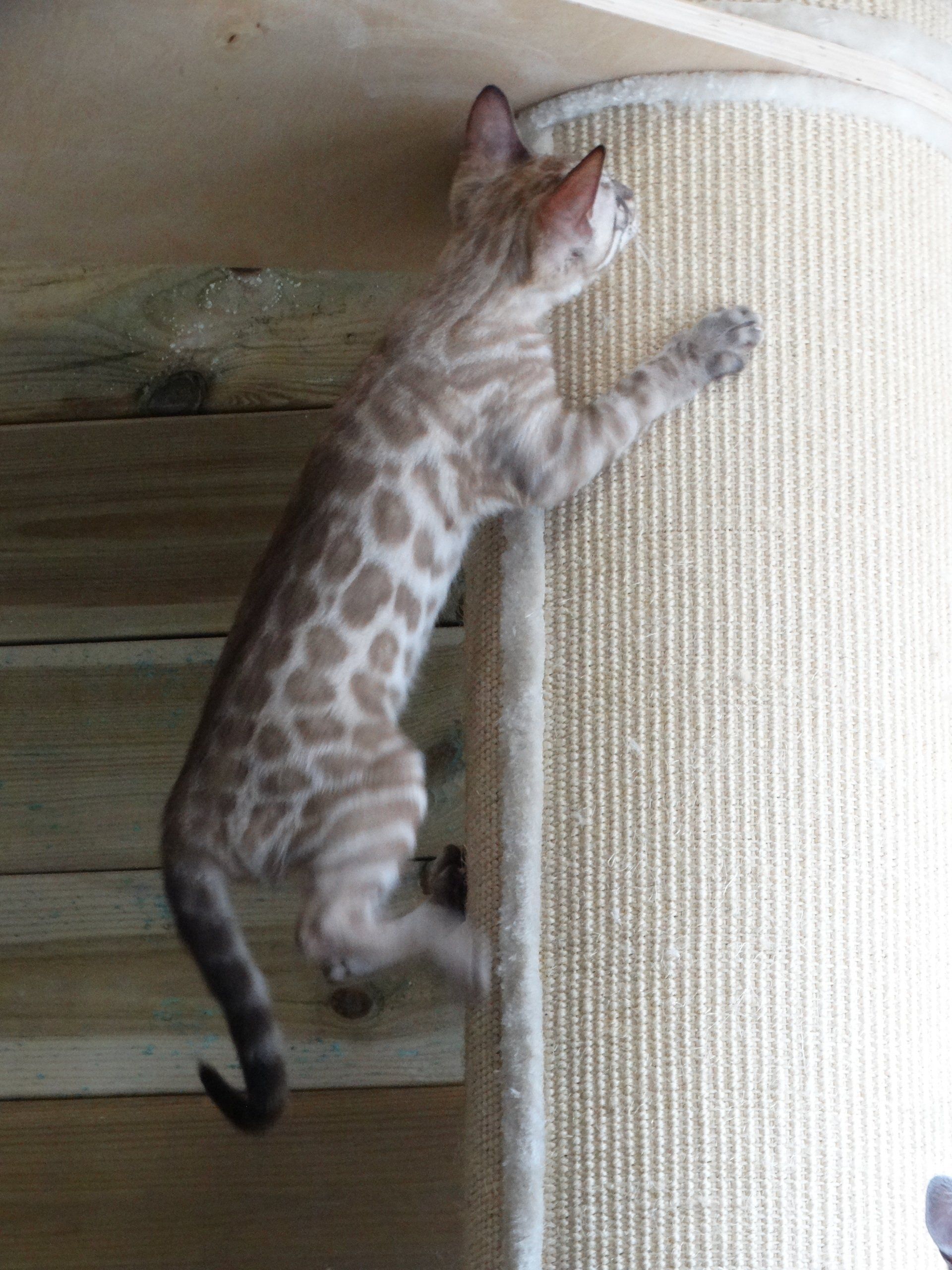 cattery one in a million- lotus