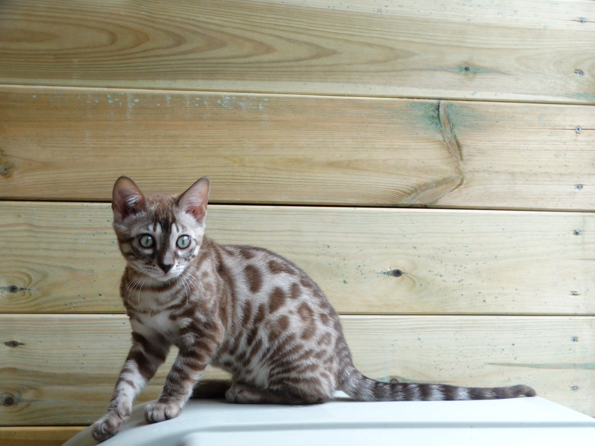 cattery one in a million - de sneeuwbengaal