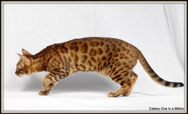 cattery One in a Million