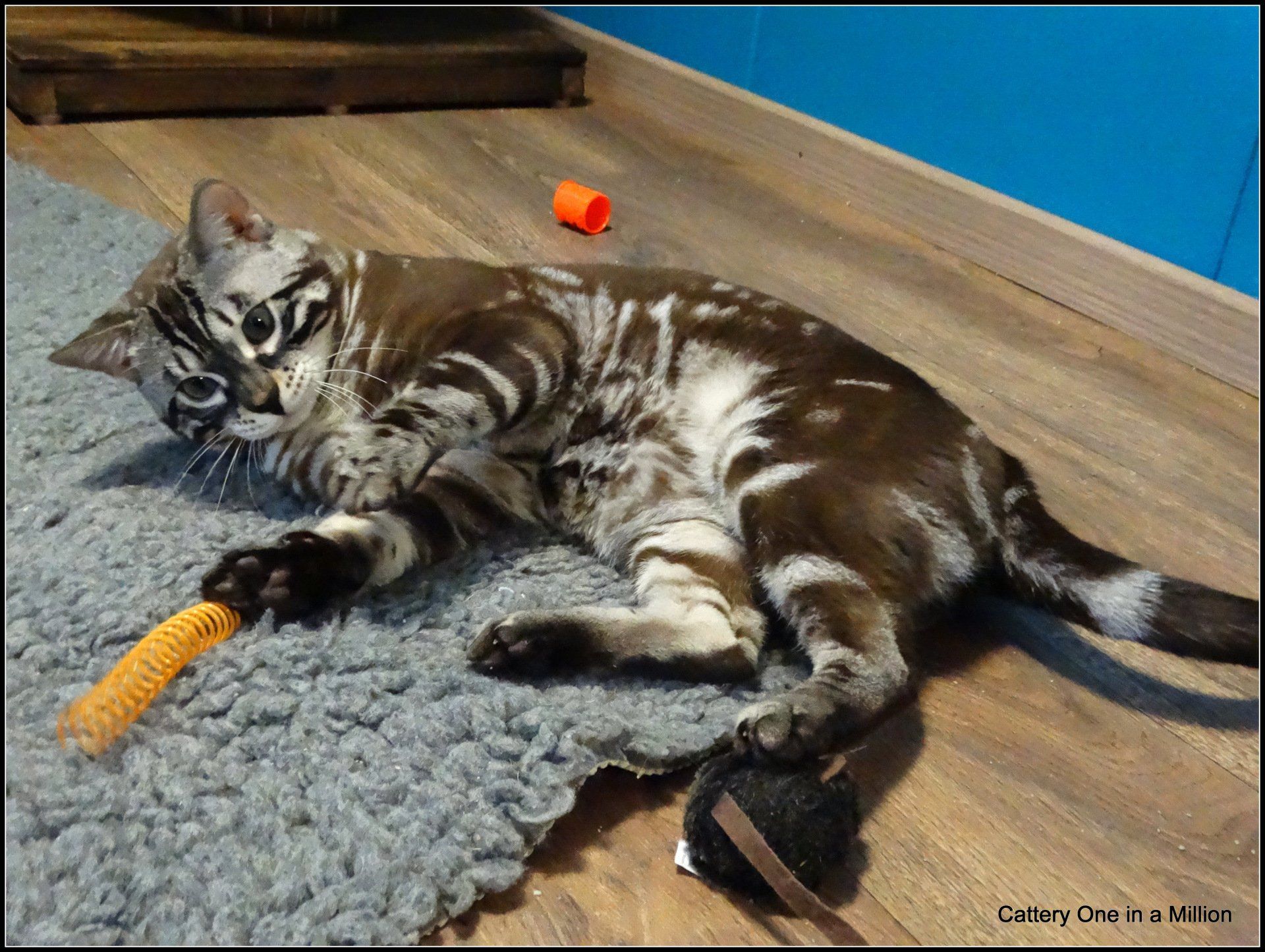 cattery one in a million - de sneeuwbengaal