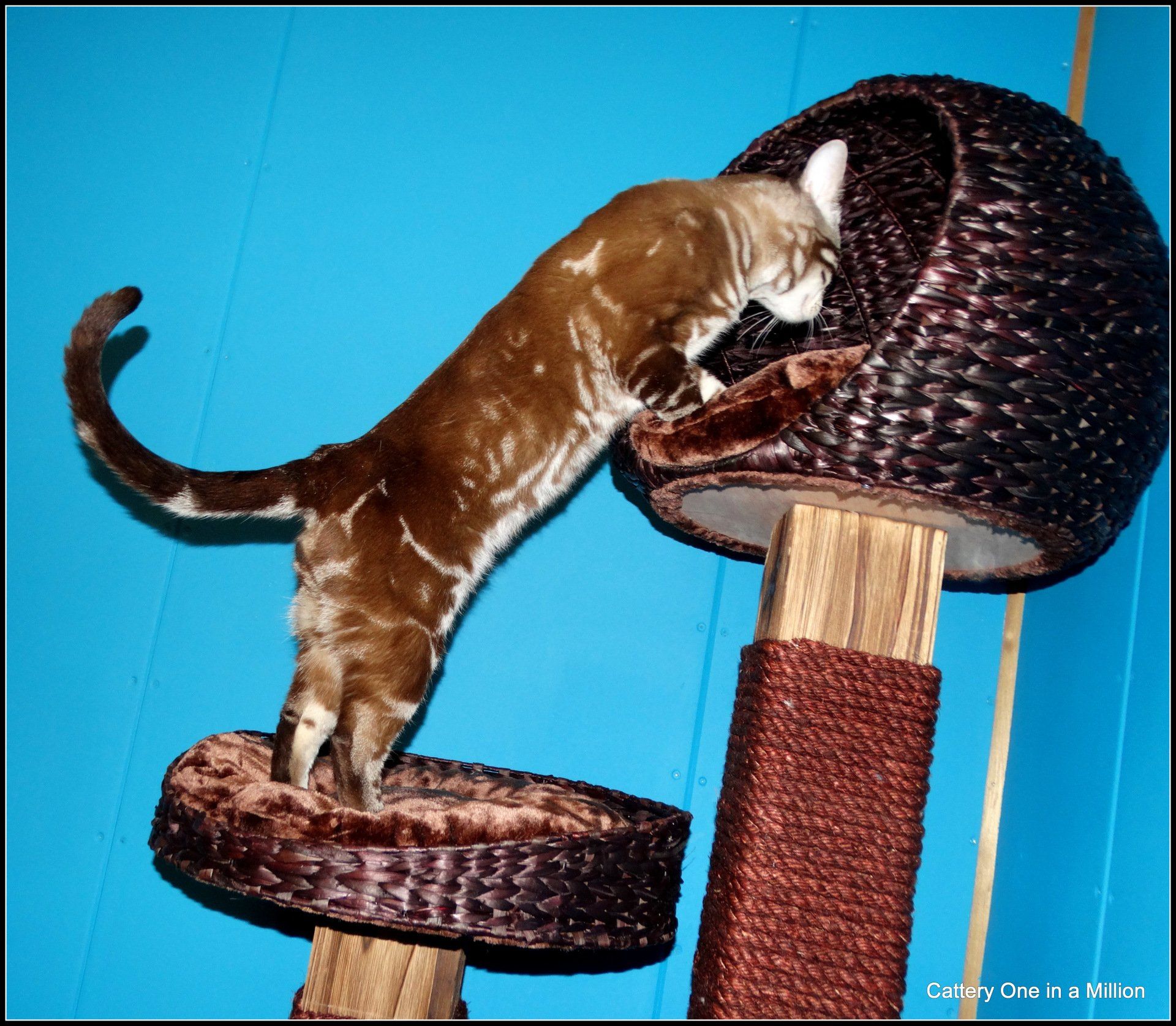 cattery one in a million - Lego