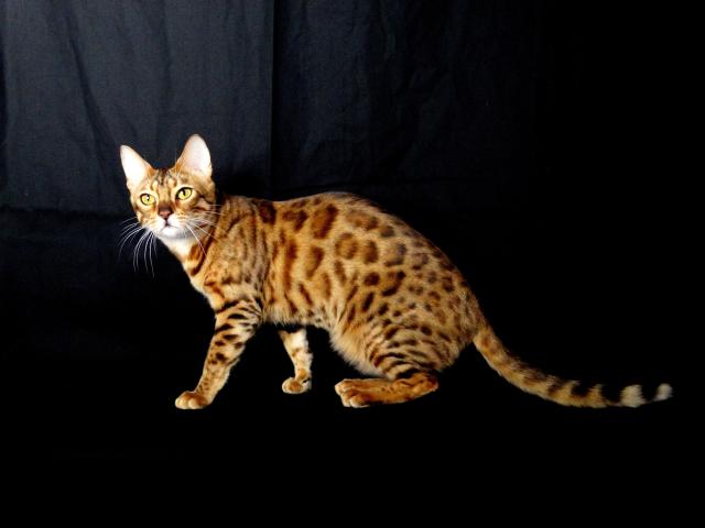 cattery One in a Million