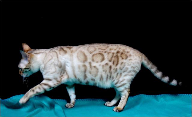 cattery One in a Million