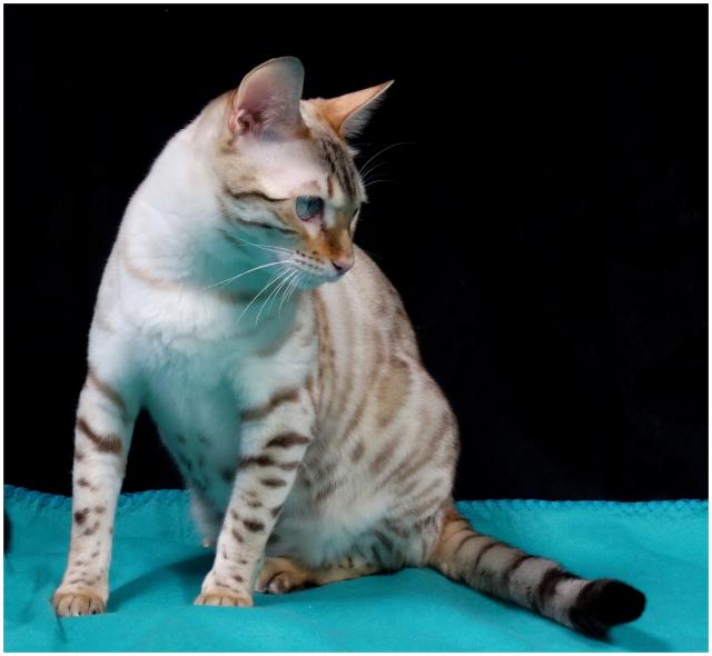 cattery One in a Million