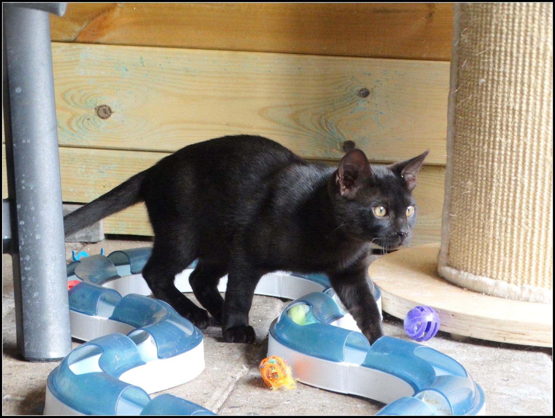 cattery one in a million - poezen