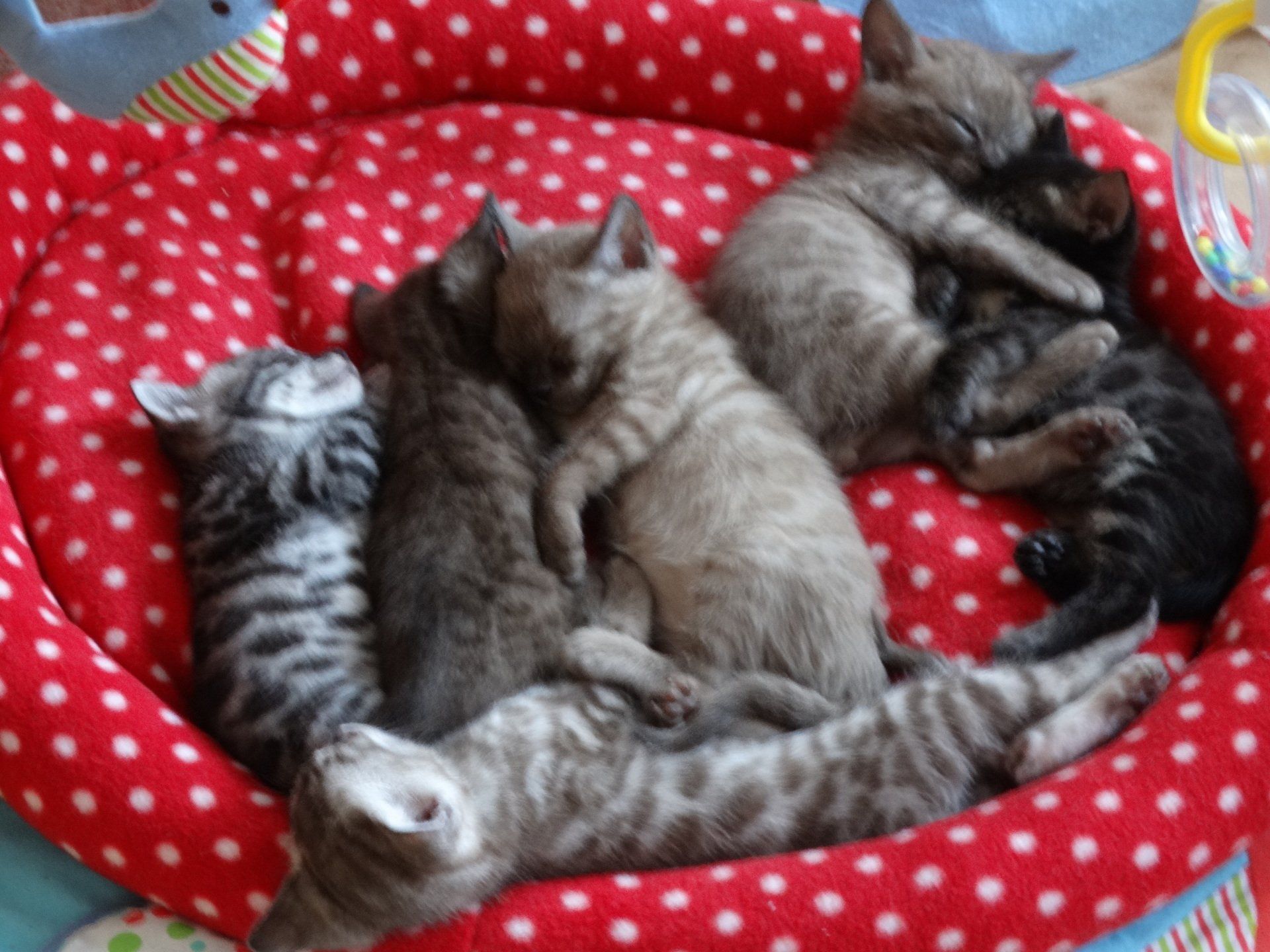 Cattery One in a Million